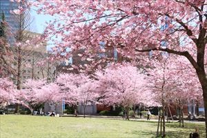 錦町公園の桜２