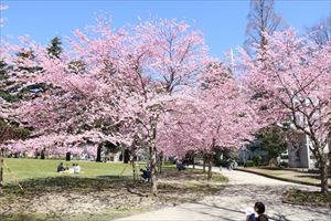 錦町公園の桜４